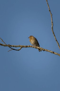 Ağacın dalında ağaç kabuğu - Anthus trivialis