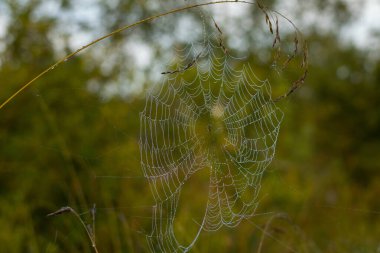 Örümcek Ağı Örümcek Ağı Doğa Gündoğumu
