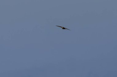 Çabuk ol, Apus apus. Mavi gökyüzünde bir kuş uçar