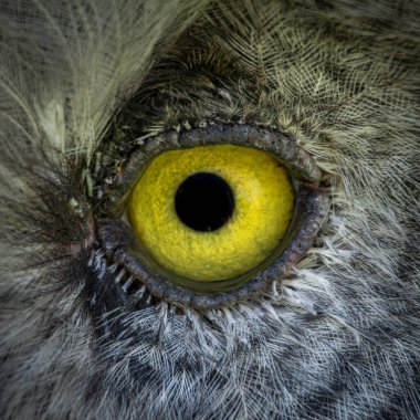 Büyük gri baykuş veya lapland baykuş, strix nebulosa, çok büyük baykuş, göz portresi