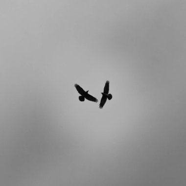 Bulutlu bir gökyüzüne uçan kuzgunlar