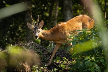 Yaz mevsiminde yeşil ormanda duran genç yumurta geyiği.