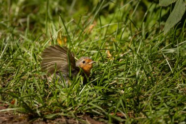 Robin Bird Erithacus Rubecula çimlerin üzerinde dinleniyor