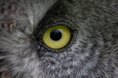 Büyük gri baykuş veya lapland baykuş, strix nebulosa, çok büyük baykuş, göz portresi