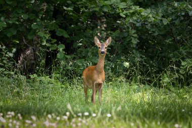 Ormanda Roe geyiği, Capreolus Capreolus. Çimlerin üzerinde yürüyorum
