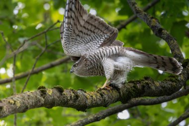 Avrasya atmacası (Accipiter nisus), aynı zamanda kuzey atmaca ya da ağaçta oturan atmaca olarak da bilinir.