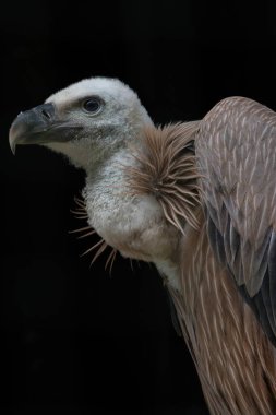 Avrasya Griffonu 'nun genç kuşu- Gyps Fulvus - baş çerçeve koyu arkaplan