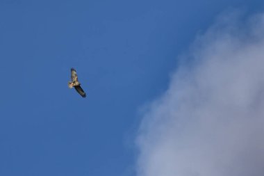 Mavi gökyüzünde uçan yaygın akbaba (buteo buteo) 