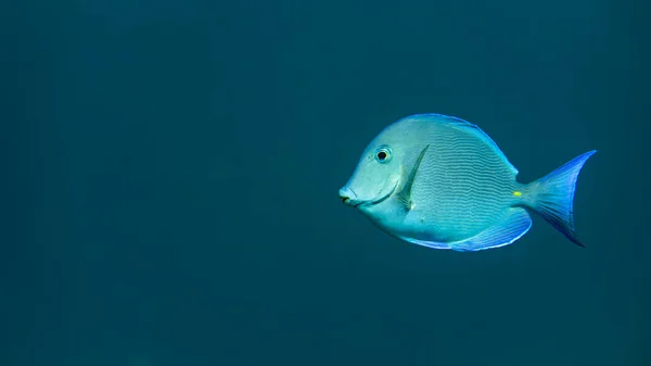 Karayipler 'de Bonaire sularında bir Karayipli mavi tang.