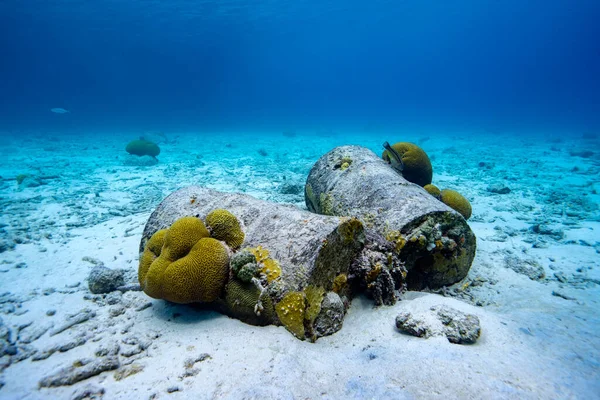 Zwei Ölfässer Mit Korallen Überwachsen Die Auf Dem Meeresgrund Ruhen Stockbild