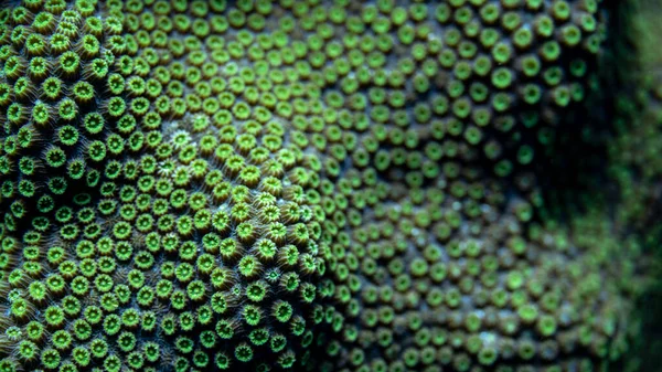 加勒比海博内尔岛水域内一颗大明星珊瑚的特写 免版税图库照片