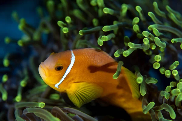 Клоунова Риба Зеленому Анемоновому Коралі Водах Біля Острова Дігура Мальдівах Ліцензійні Стокові Зображення