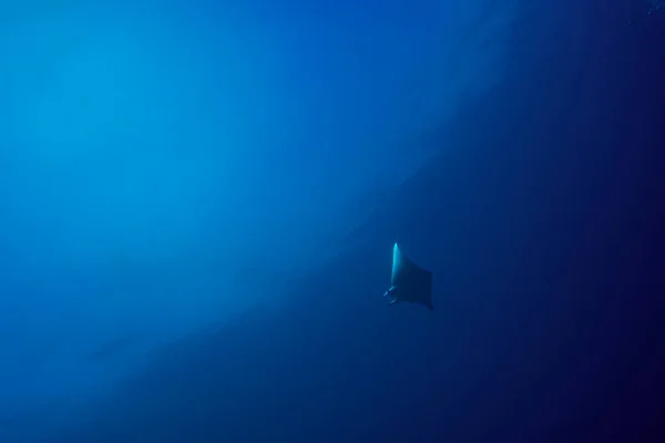 Ein Riesenrochen Schwimmt Den Tropischen Gewässern Der Malediven Stockbild