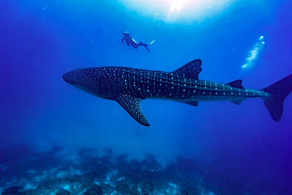 在马尔代夫的马米格利岛外 一名潜水者在一条鲸鲨的长侧游动 图库照片