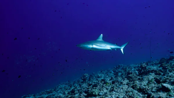 在印度洋马来人的热带蓝水中 一只灰礁鲨在游动 免版税图库照片