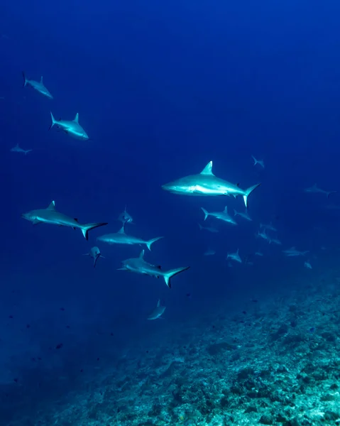 Grupo Tubarões Recifes Cinzentos Nadando Nas Águas Tropicais Azuis Dos Fotografia De Stock