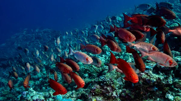 Группа Рыб Гигантов Плавающих Рифе Тропических Водах Пределами Мальдив Индийском Лицензионные Стоковые Изображения
