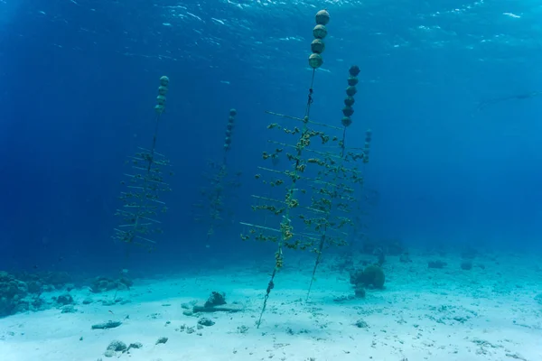 Karang Tumbuh Sebuah Pembibitan Terumbu Karang Perairan Luar Bonaire Karibia Stok Gambar