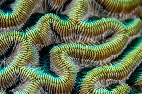 Detailní Záběr Mozkového Korálu Vodách Bonaire Karibiku Stock Snímky