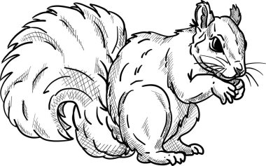 vektör - arka planda sincap izole edildi