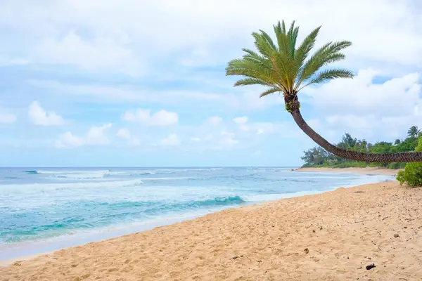 夏威夷沙滩上一棵倾斜的棕榈树 图库照片