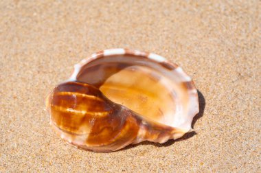 Yaz güneşinde kumsalda deniz kabuğu. Temiz kum plajı tahılları, doğal desenli. Eğlence, turizm, tatil, dinlenme, plaj tatili, seyahat tasarımı, kapanış, üst manzara