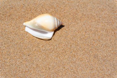 Yaz güneşinde kumsalda deniz kabuğu. Temiz kum plajı tahılları, doğal desenli. Eğlence, turizm, tatil, dinlenme, plaj tatili, seyahat tasarımı, kapanış, üst manzara