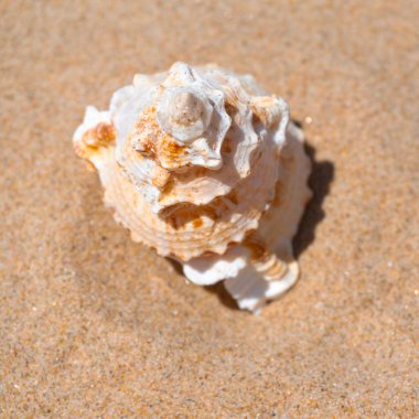 Yaz güneşinde kumsalda deniz kabuğu. Temiz kum plajı tahılları, doğal desenli. Eğlence, turizm, tatil, dinlenme, plaj tatili, seyahat tasarımı, kapanış, üst manzara