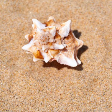 Yaz güneşinde kumsalda deniz kabuğu. Temiz kum plajı tahılları, doğal desenli. Eğlence, turizm, tatil, dinlenme, plaj tatili, seyahat tasarımı, kapanış, üst manzara