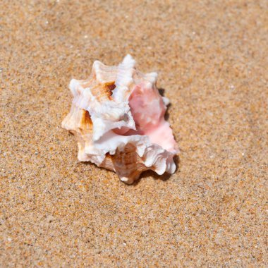 Yaz güneşinde kumsalda deniz kabuğu. Temiz kum plajı tahılları, doğal desenli. Eğlence, turizm, tatil, dinlenme, plaj tatili, seyahat tasarımı, kapanış, üst manzara