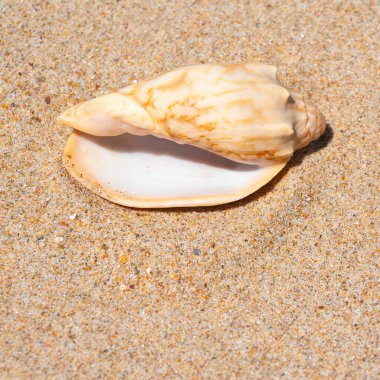 Yaz güneşinde kumsalda deniz kabuğu. Temiz kum plajı tahılları, doğal desenli. Eğlence, turizm, tatil, dinlenme, plaj tatili, seyahat tasarımı, kapanış, üst manzara