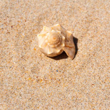 Yaz güneşinde kumsalda deniz kabuğu. Temiz kum plajı tahılları, doğal desenli. Eğlence, turizm, tatil, dinlenme, plaj tatili, seyahat tasarımı, kapanış, üst manzara