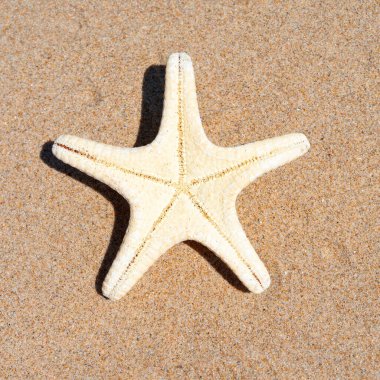 Yaz güneşinde kumsalda deniz kabuğu. Temiz kum plajı tahılları, doğal desenli. Eğlence, turizm, tatil, dinlenme, plaj tatili, seyahat tasarımı, kapanış, üst manzara