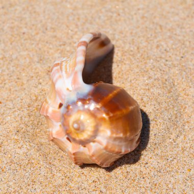 Yaz güneşinde kumsalda deniz kabuğu. Temiz kum plajı tahılları, doğal desenli. Eğlence, turizm, tatil, dinlenme, plaj tatili, seyahat tasarımı, kapanış, üst manzara