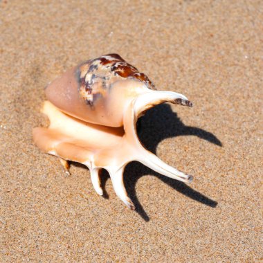 Yaz güneşinde kumsalda deniz kabuğu. Temiz kum plajı tahılları, doğal desenli. Eğlence, turizm, tatil, dinlenme, plaj tatili, seyahat tasarımı, kapanış, üst manzara