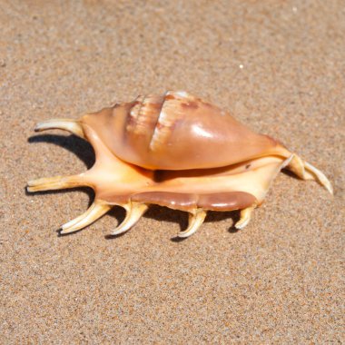 Yaz güneşinde kumsalda deniz kabuğu. Temiz kum plajı tahılları, doğal desenli. Eğlence, turizm, tatil, dinlenme, plaj tatili, seyahat tasarımı, kapanış, üst manzara