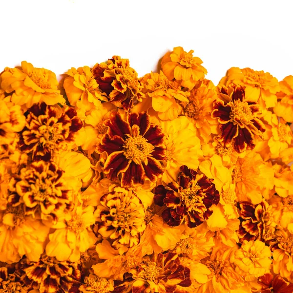 Marigold Желтые Цветы Изолированы Белом Фоне Концепция Фестиваля Дивали День — стоковое фото