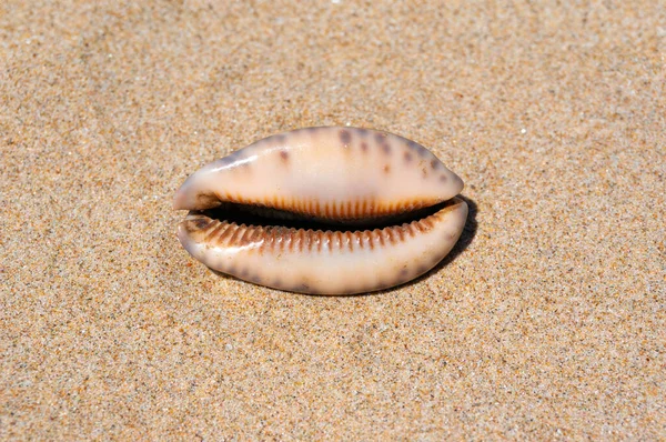 Seashell Fine Beach Sand Background Summer Sun Clean Sand Beach — Stock Photo, Image