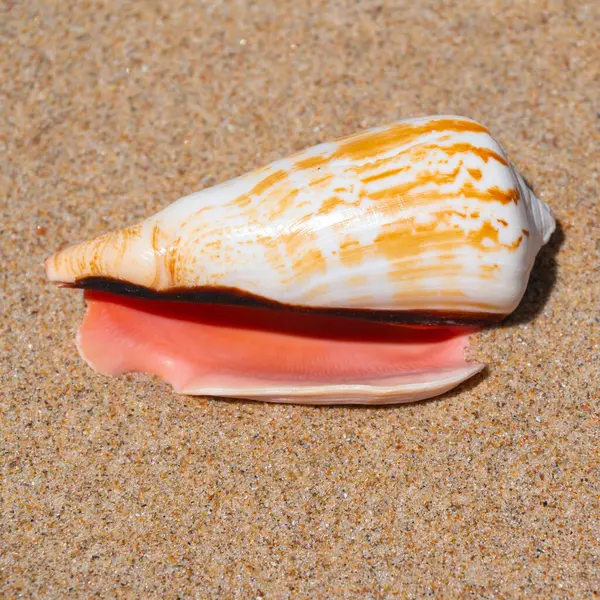 Seashell Jemné Pláži Písečné Pozadí Letním Slunci Čisté Pískové Zrno — Stock fotografie