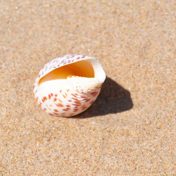 Muschel Auf Feinem Sand Strand Der Sommersonne Saubere Sandkörner Natürlich — Stockfoto