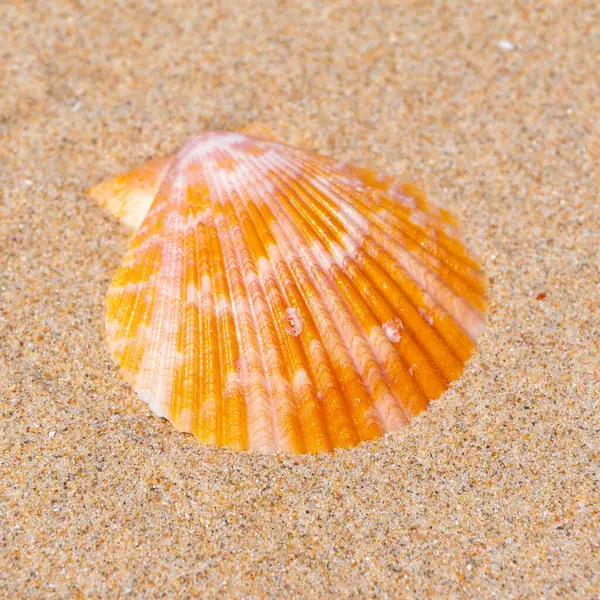 Seashell Sfondo Sabbia Fine Spiaggia Sole Estivo Granello Spiaggia Sabbia — Foto Stock