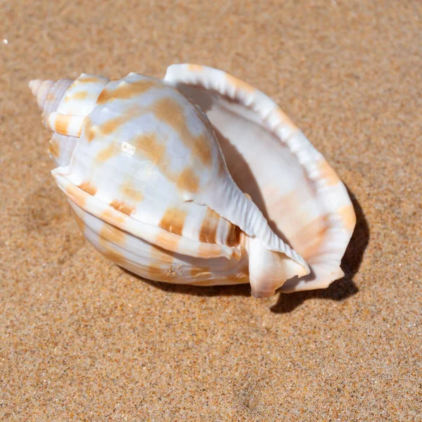 Seashell Drobnym Piasku Plaży Tle Letnim Słońcu Czysty Piasek Ziarno — Zdjęcie stockowe