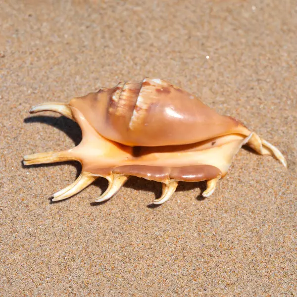 Seashell Jemné Pláži Písečné Pozadí Letním Slunci Čisté Pískové Zrno — Stock fotografie