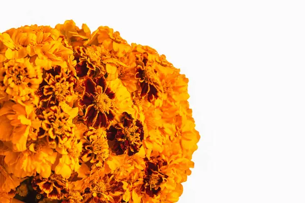 Marigold Sárga Virágok Elszigetelt Fehér Háttér Koncepció Diwali Fesztivál Halott Stock Fotó