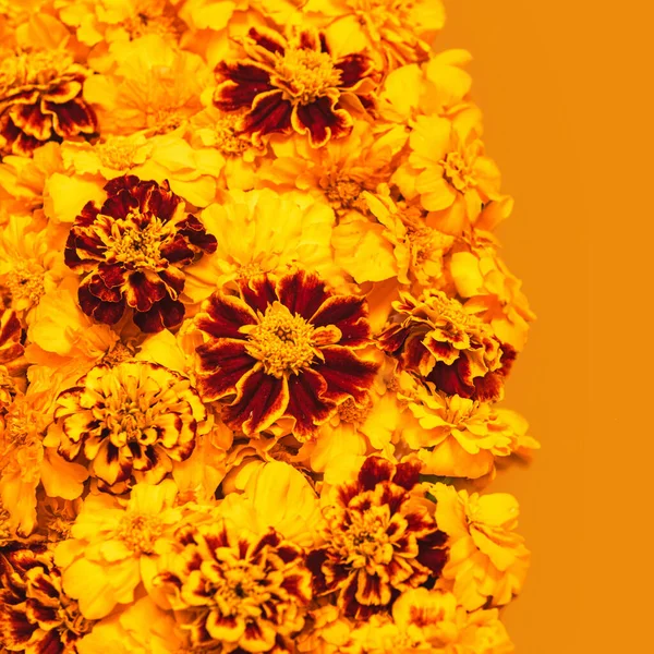 Marigold Żółte Kwiaty Izolowane Pomarańczowym Tle Concept Diwali Festival Day Zdjęcia Stockowe bez tantiem
