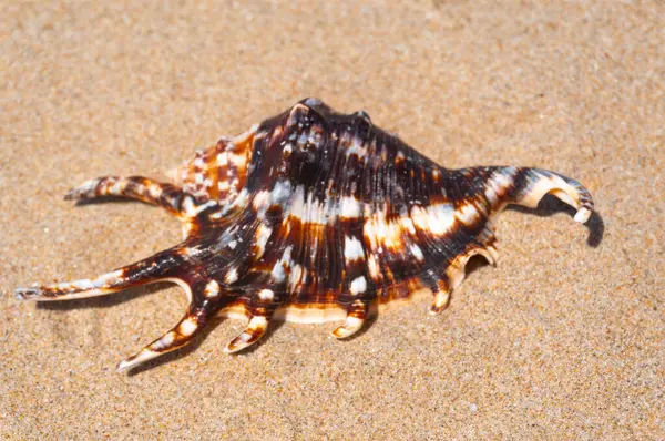 Seashell Drobnym Piasku Plaży Tle Letnim Słońcu Czysty Piasek Ziarno Obrazek Stockowy