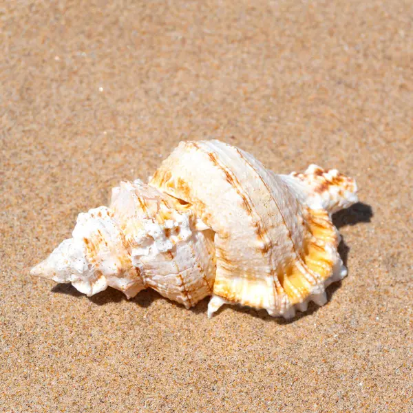 Seashell Finom Tengerparti Homok Háttér Nyári Napsütésben Tiszta Homokos Tengerparti Stock Fotó