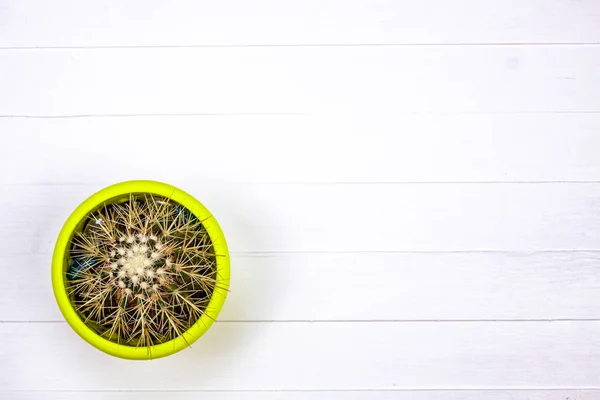 Kaktusz Növény Jelenik Meg Egy Fehér Rusztikus Asztali Ami Egy Jogdíjmentes Stock Fotók