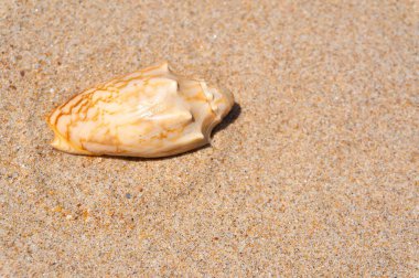 Deniz kabuğu altın kumda dinleniyor.