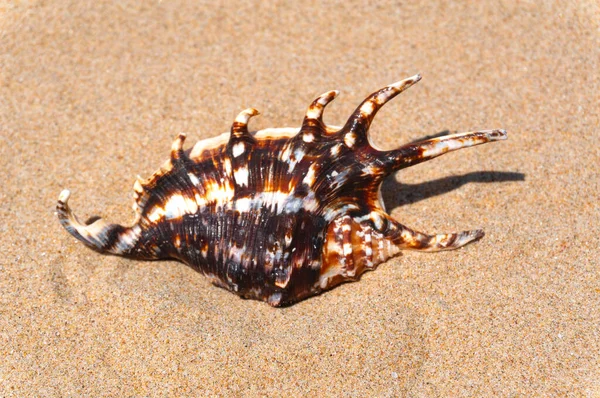 Seashell Resting Golden Sand — Stock Photo, Image